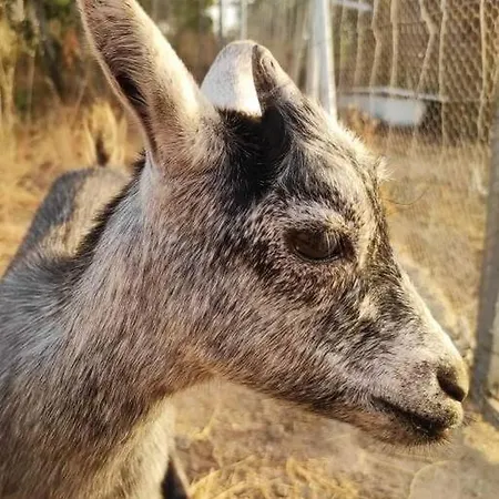 Quinta Terramadome: Dome Incomum & Responsavel *