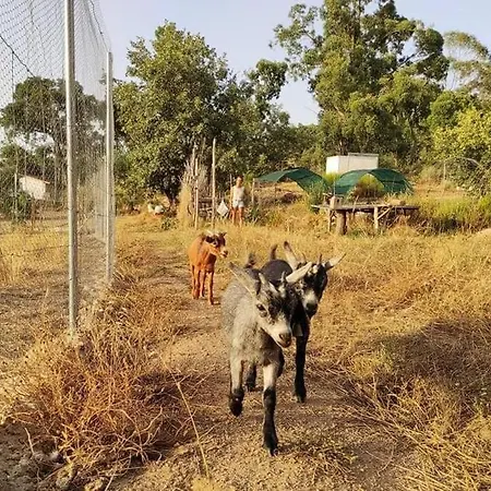 Quinta Terramadome: Dome Incomum & Responsavel Дом отдыха Пенамакор