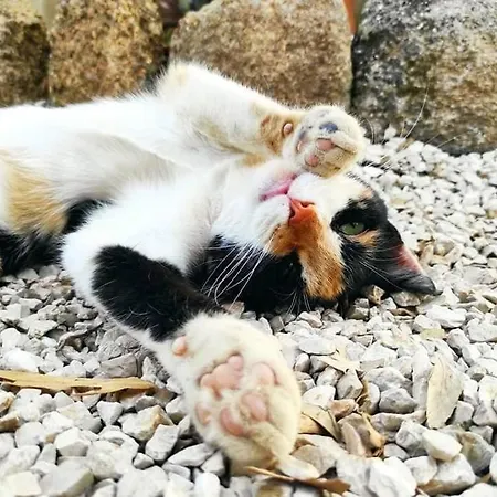 Quinta Terramadome: Dome Incomum & Responsavel Дом отдыха *