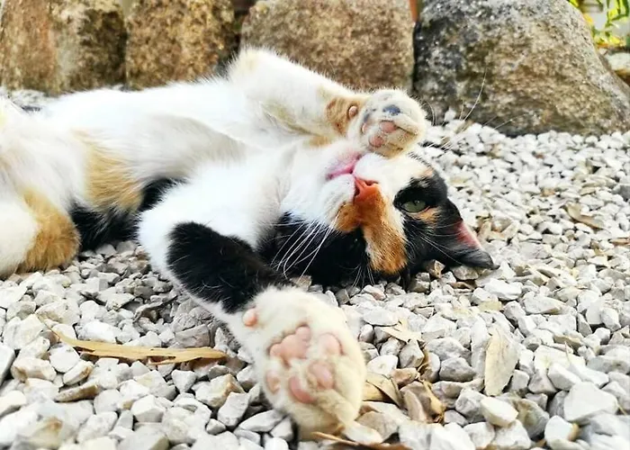 Quinta Terramadome: Dome Incomum & Responsavel Holiday home *